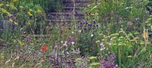 oak-garden-steps-through-perennial-meadow (1)